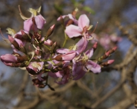 Albero con fiori rosa prima di Mali ville, Guinea Conacry Foto n. 0461