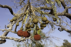 guinea conacry e senegal 2011 natura