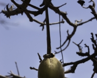 Frutto del Baobab nel Villaggio di Bogomà, Guinea Conacry Foto n. 0597