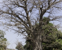 Baobab nel Villaggio di Bogoma, Guinea Conacry Foto n. 0609
