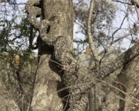 Intrecci nella Foresta vicino alla Grotta per le iniziazioni dell'Etnia Bassari  Senegal Foto n. 0981