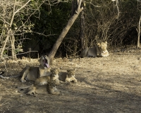 Leoni Riserva Naturale di Sasan Gir Foto N. POA8538