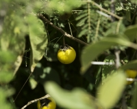 Pomo di Sodoma- Solanum linnaeanum Foto n. POA0270