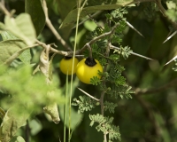 Pomo di Sodoma- Solanum linnaeanum Foto n. POA0272