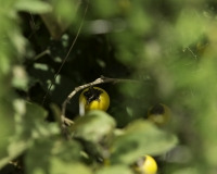 Pomo di Sodoma- Solanum linnaeanum Foto n. POA0274