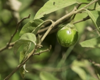 Pomo di Sodoma- Solanum linnaeanum Foto n. POA0272