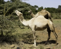 Dromedario - Camelus dromedarius Linnaeus Foto n. POA0324
