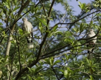 Tortora di Reichenow - African White-winged Dove - Streptopelia reichenowi  Foto n. POA0363