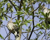Tortora di Reichenow - African White-winged Dove - Streptopelia reichenowi  Foto n. POA0364