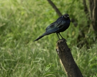 Storno splendido alirosse - Cape Starling - Lamprotornis nitens Foto n. POA0367