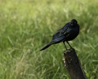 Storno splendido alirosse - Cape Starling - Lamprotornis nitens Foto n. POA0368