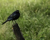 Storno splendido alirosse - Cape Starling - Lamprotornis nitens Foto n. POA0370