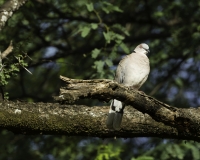 ortora di Reichenow - African White-winged Dove - Streptopelia reichenowi  Foto n. POA0389