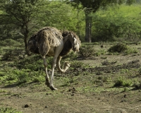Struzzo – Struthio camelus - Ostrich Foto n. POA0423