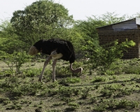 Struzzo – Struthio camelus - Ostrich Foto n. POA0424