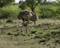 Struzzo – Struthio camelus - Ostrich Foto n. POA0426