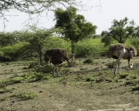 Struzzo – Struthio camelus - Ostrich Foto n. POA0428