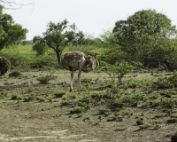 Struzzo – Struthio camelus - Ostrich Foto n. POA0430