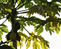 Albero della papaia a Kebilil Foto n. POA0447
