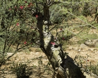 Rosa del Deserto - Desert Rosee Tree - Adenium obesum dopo Lomut Foto n. POA499
