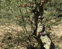 Rosa del Deserto - Desert Rosee Tree - Adenium obesum dopo Lomut Foto n. POA502