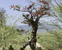 Rosa del Deserto - Desert Rosee Tree - Adenium obesum dopo Lomut Foto n. POA498