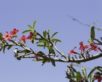 Rosa del Deserto - Desert Rosee Tree - Adenium obesum dopo Lomut Foto n. POA498