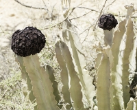 Cactus con fiore dopo il villaggio di Loperot Foto POA0594