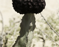 Cactus con Fiore dopo il villaggio di Loperot Foto POA0594