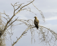 The Tawny Eagle -Aquila rapax vicino Lago Turkana Foto n. POA0728