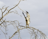 The Tawny Eagle -Aquila rapax vicino Lago Turkana Foto n. POA0731