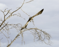 The Tawny Eagle -Aquila rapax vicino Lago Turkana Foto n. POA0732