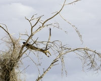 The Tawny Eagle -Aquila rapax vicino Lago Turkana Foto n. POA0733