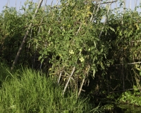 Orti galleggianti vicino il villaggio di Pauk Pa sul Lago Inle Foto n. AOK8791