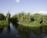 Orti galleggianti vicino il villaggio di Pauk Pa sul Lago Inle Foto n. AOK8792