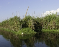 Orti galleggianti vicino il villaggio di Pauk Pa sul Lago Inle Foto n. AOK8793