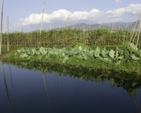 Orti galleggianti vicino il villaggio di Pauk Pa sul Lago Inle Foto n. AOK8795