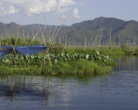 Orti galleggianti vicino il villaggio di Pauk Pa sul Lago Inle Foto n. AOK8797