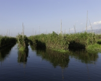 Orti galleggianti vicino il villaggio di Pauk Pa sul Lago Inle Foto n. AOK8799