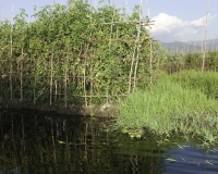 Orti galleggianti vicino il villaggio di Pauk Pa sul Lago Inle Foto n. AOK8807