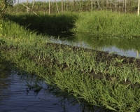 Orti galleggianti vicino il villaggio di Pauk Pa sul Lago Inle Foto n. AOK8809