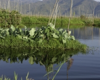 Orti galleggianti vicino il villaggio di Pauk Pa sul Lago Inle Foto n. AOK8810