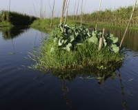 Orti galleggianti vicino il villaggio di Pauk Pa sul Lago Inle Foto n. AOK8814