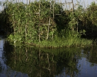 Orti galleggianti vicino il villaggio di Pauk Pa sul Lago Inle Foto n. AOK8817
