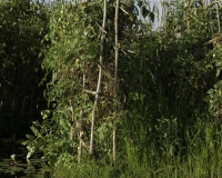 Orti galleggianti vicino il villaggio di Pauk Pa sul Lago Inle Foto n. AOK8818