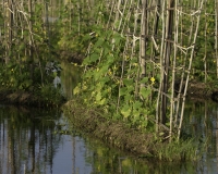 Orti galleggianti vicino il villaggio di Pauk Pa sul Lago Inle Foto n. AOK8820