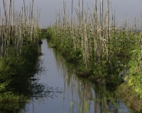 Orti galleggianti vicino il villaggio di Pauk Pa sul Lago Inle Foto n. AOK8821