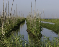 Orti galleggianti vicino il villaggio di Pauk Pa sul Lago Inle Foto n. AOK8822