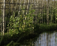 Orti galleggianti vicino il villaggio di Pauk Pa sul Lago Inle Foto n. AOK8823