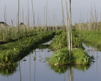 Orti galleggianti vicino il villaggio di Pauk Pa sul Lago Inle Foto n. AOK8829